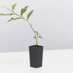 Shrubs Grevillea X Poorinda Royal Mantle Full Sun