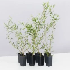 Shrubs Grevillea Olivacea X Presii Red Sunset