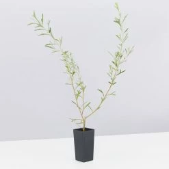 Shrubs Grevillea Olivacea X Presii Red Sunset