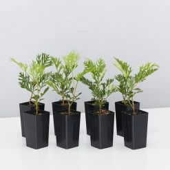 Hedge Shrubs Grevillea Robyn Gordon