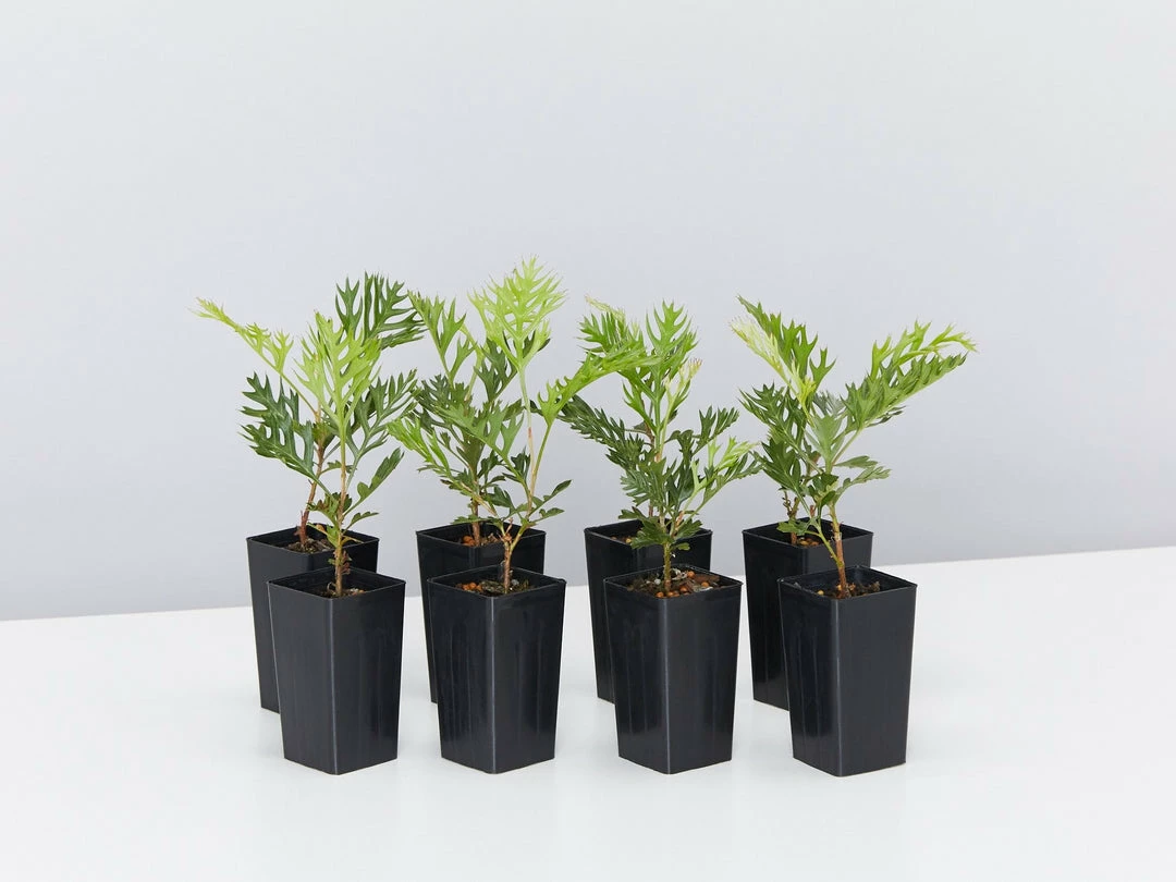 Hedge Shrubs Grevillea Robyn Gordon 3 Hedge Shrubs Grevillea Robyn Gordon