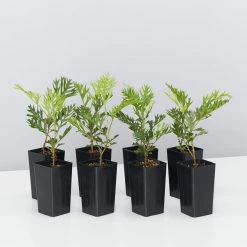 Hedge Grevillea Ned Kelly Shrubs