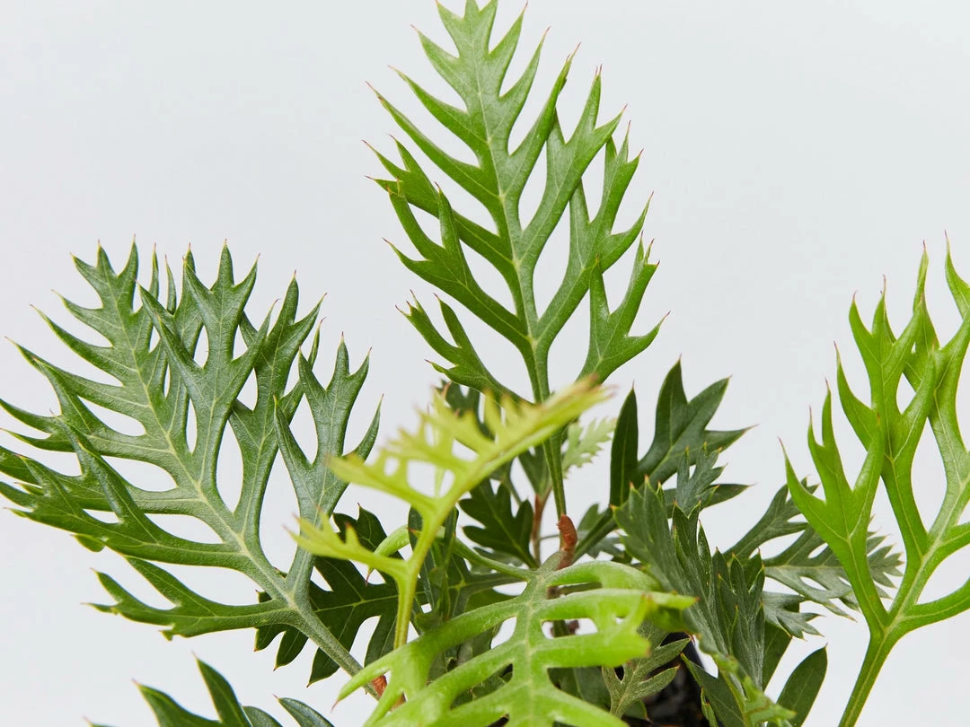 Hedge Shrubs Grevillea Robyn Gordon 5 Hedge Shrubs Grevillea Robyn Gordon