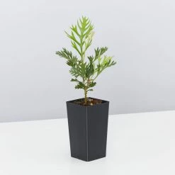 Hedge Grevillea Ned Kelly Shrubs