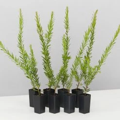 Shrubs Grevillea Rosy's Baby