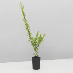 Shrubs Assorted Grevillea Plant Pack