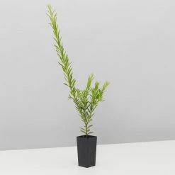 Shrubs Grevillea Rosy's Baby