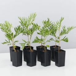 Hedge Grevillea Banksii "Superb" Hedging Plants