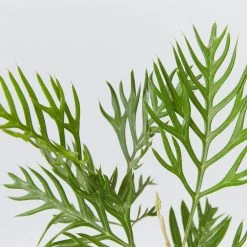 Hedge Grevillea Banksii