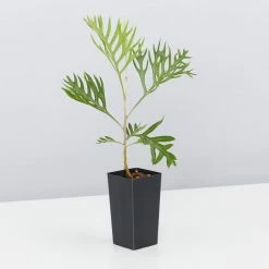 Hedge Grevillea Banksii