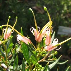 Shrubs Assorted Grevillea Plant Pack