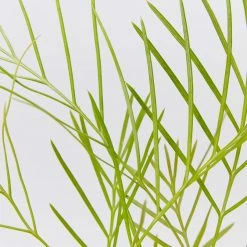 Shrubs Grevillea Banksii X Pteridifolia Honey Gem