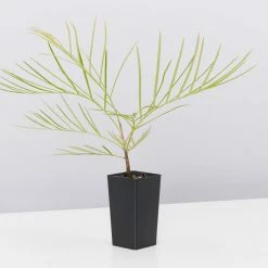 Shrubs Grevillea Banksii X Pteridifolia Honey Gem