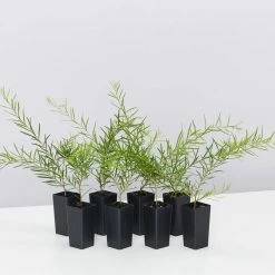 Shrubs Grevillea Lilliane