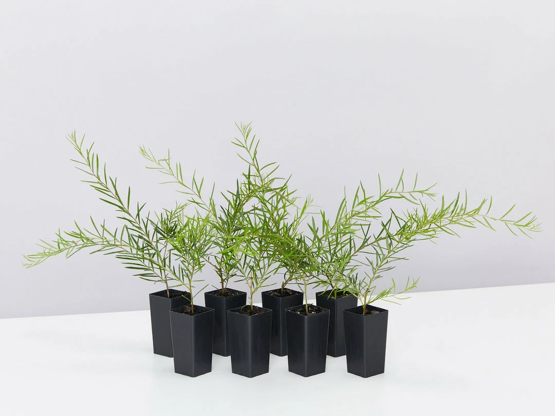 Shrubs Grevillea Lilliane 3 Shrubs Grevillea Lilliane