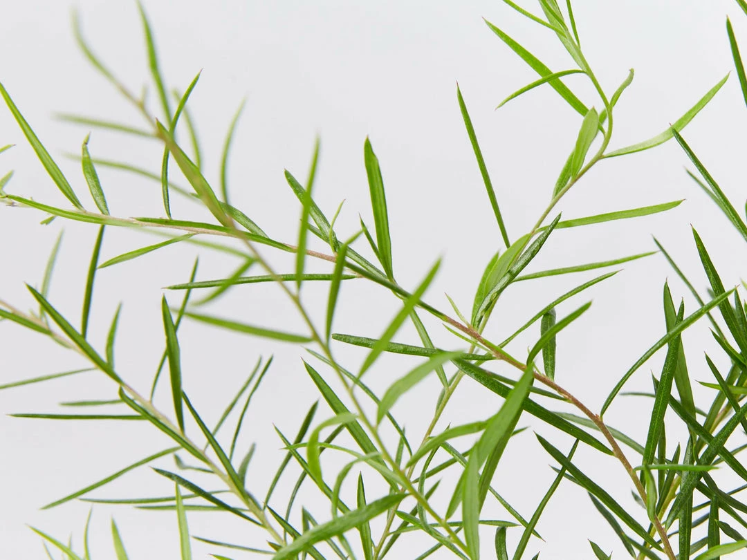 Shrubs Grevillea Lilliane 8 Shrubs Grevillea Lilliane