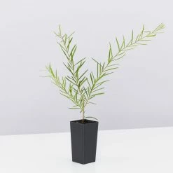 Shrubs Grevillea Lilliane 12 Shrubs Grevillea Lilliane