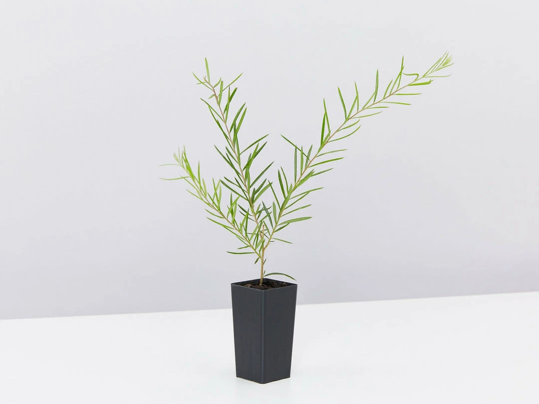 Shrubs Grevillea Lilliane 6 Shrubs Grevillea Lilliane