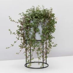 Indoor Garden Pilea Silver Sprinkles - Pot + Plant Gift Kits