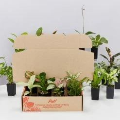 Indoor Garden Mr Kitly 6 Houseplants & 6 Pots