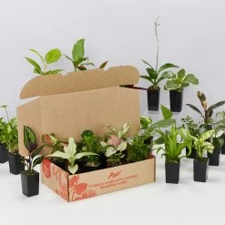 Indoor Garden Mr Kitly 8 Houseplants & 8 Pots