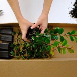 Hedge Syzygium Elite Shrubs