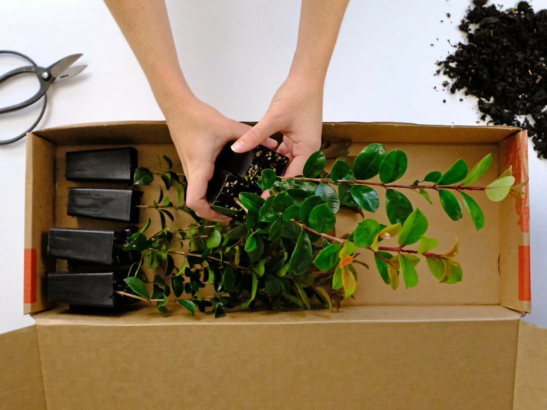 Hedge Syzygium Elite Shrubs 4 Hedge Syzygium Elite Shrubs