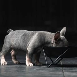 Bendo Best Selling Gifts The WOOF Dog Bowl - MIX 'N MATCH