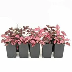 Shrubs Hypoestes Confetti Compact Rose
