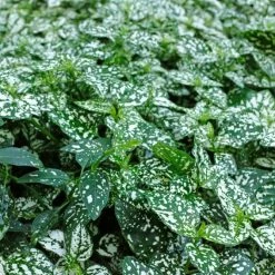 Shrubs Hypoestes Confetti Compact White