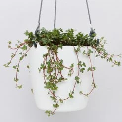 Indoor Garden Self-Watering Eco ♻️ Hanging Planter - Pot + Plant + Soil Office & Home Office