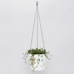 Indoor Garden Pilea Silver Sprinkles - Pot + Plant Gift Kits