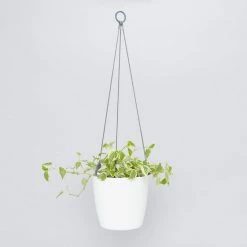 Gifts Pots & Hanging Baskets Eco-Friendly Self-Watering Hanging Basket 17 Gifts Pots & Hanging Baskets Eco-Friendly Self-Watering Hanging Basket