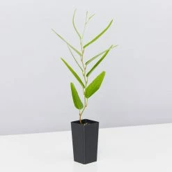 Shrubs The Coastal 🌞 Mixed Box Of Plants