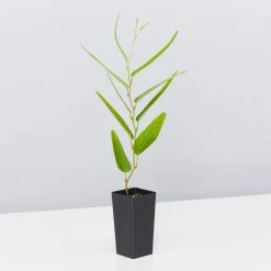 Ozbreed Meema™ Hardenbergia Violacea 'HB1' PBR Border Plants