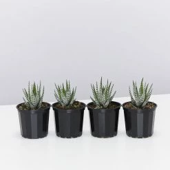 Succulents Full Sun Haworthia Fasciata Wide Band