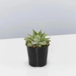 Succulents Pool Friendly Plants Assorted Succulent Box