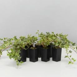 Shrubs Full Sun Hedera Helix