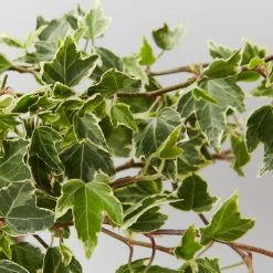 Shrubs Full Sun Hedera Helix