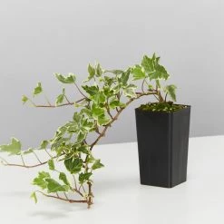 Shrubs Full Sun Hedera Helix