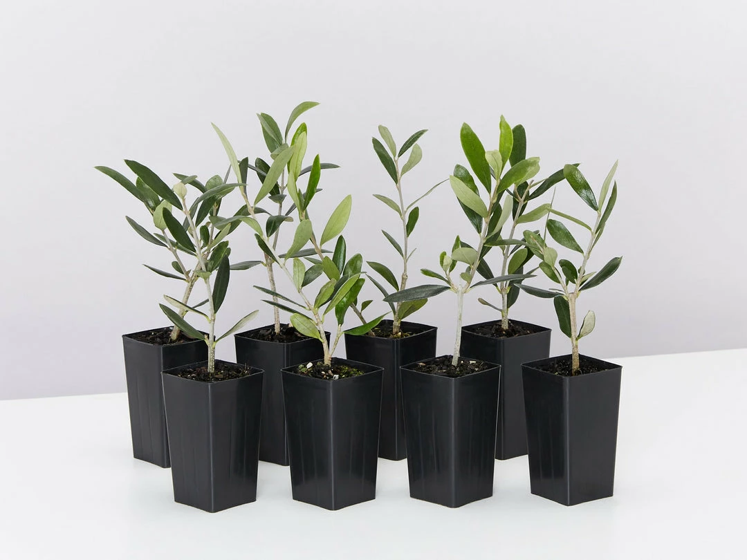 Shrubs Helena Heritage Olive Tree 3 Shrubs Helena Heritage Olive Tree