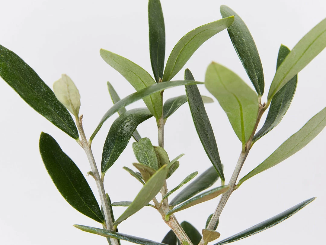 Shrubs Helena Heritage Olive Tree 4 Shrubs Helena Heritage Olive Tree