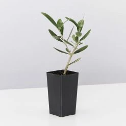 Shrubs Helena Heritage Olive Tree 12 Shrubs Helena Heritage Olive Tree