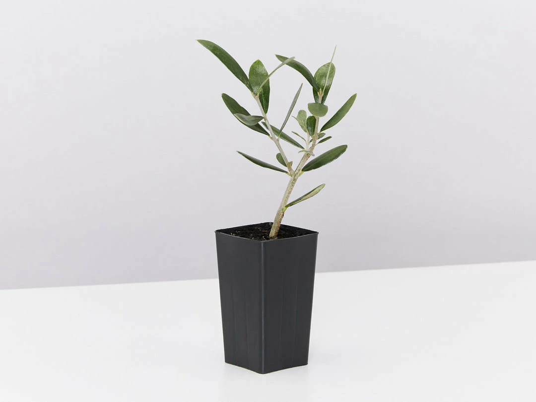 Shrubs Helena Heritage Olive Tree 7 Shrubs Helena Heritage Olive Tree