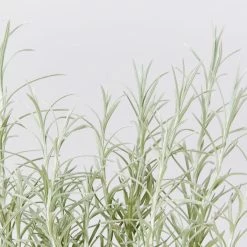 Shrubs Helichrysum Italicum Curry Plant 10 Shrubs Helichrysum Italicum Curry Plant