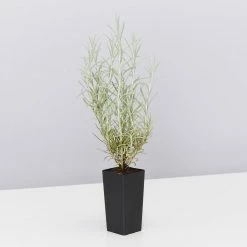 Shrubs Helichrysum Italicum Curry Plant 12 Shrubs Helichrysum Italicum Curry Plant