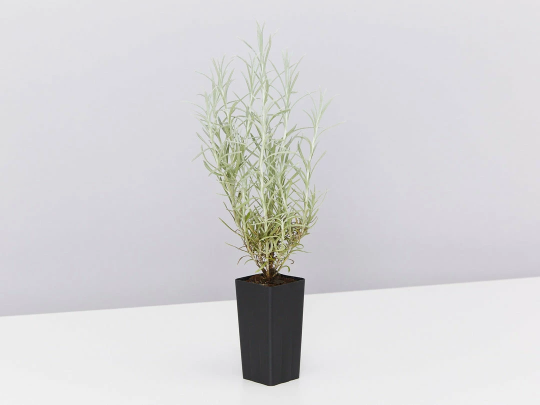 Shrubs Helichrysum Italicum Curry Plant 7 Shrubs Helichrysum Italicum Curry Plant