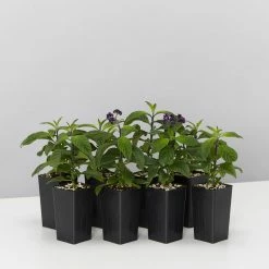 Plants In A Box Heliotrope Marino Blue