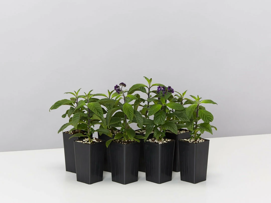 Plants In A Box Heliotrope Marino Blue 3 Plants In A Box Heliotrope Marino Blue