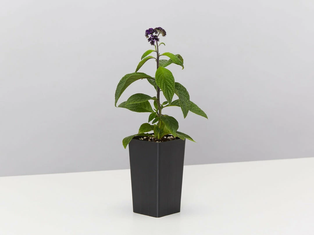 Plants In A Box Heliotrope Marino Blue 5 Plants In A Box Heliotrope Marino Blue